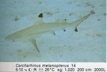 Carcharhinus melanopterus